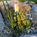 Echinocereus_triglochidatus_v._Mojavensis_SB982_San_Rafael_Swell_,_Emory_Co_,_Utah_25.04.2013_