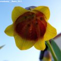 Fritillaria_michailovskyi__Bluete_25.04.2013_