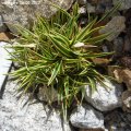 Carex_firma variegata 26.05.2017