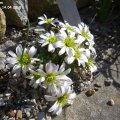 Callianthemum_anemonoides_14.04.2018