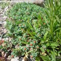 Euphorbia_capitulata_10.05.2018