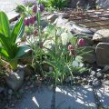 Fritillaria_meleagris_Farbmix_21.04.2018