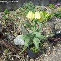 Fritillaria_pallidiflora_29.04.2018