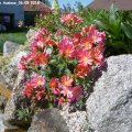 Lewisia_Rote_Auslese_06.05.2018