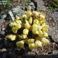 Rhododendron_ludlowii__Wrenâ_06.05.2018