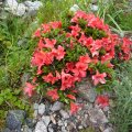 Rhododendron_nakaharai_Alexander_02.06.2018