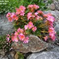 Lewisia_cotyledon_Rote_Auslese_10.05.2020