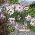 Chrysanthemum_weyrichianum_21.05.2011