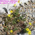 Helianthemum_oelandicum_ssp._alpestre_17.05.09