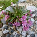 Lewisia_cotyledon_Sunset_Strain_18.05.2012