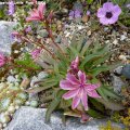 Lewisia_longipetala_Little_Plum_10.06.2012