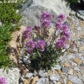 Lychnis_alpina_01.05.2012_