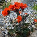 Lychnis_x_arkwright_Orange_Zwerg_19.06.2012