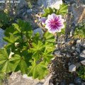 Malva_sylvestris_19.06.2012