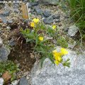 Oenothera_minima_09.06.2012