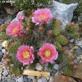 Opuntia_Rom_09.06.2012