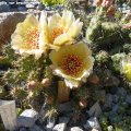 Opuntia_fragilis_var.brachyarthra_16.06.2012