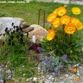 Papaver_nudicaule_orange_Auslese_06.05.2012_