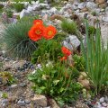 Papaver_nudicaule_rote_Auslese_06.05.2012_008