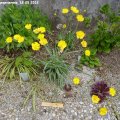 Ranunculus_granvierens_18.05.2012