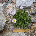 Aster_andersonii_01.05.2011