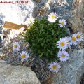 Aster_andersonii_13.05.2011
