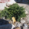 Juniperus_squamata_E_Blue_Star_09.04.2011